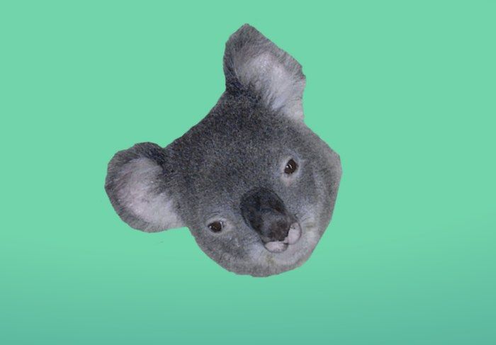 koala.lol